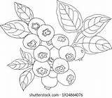 Saskatoon Berry Dark Blue Drawing Vetor Stock Livre De Direitos  sketch template