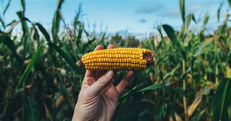 50 Unveiled Benefits of GMO: Ultimate Guide 2023 - AtOnce