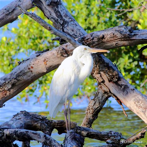 Great White Heron | Noni Cay Photography