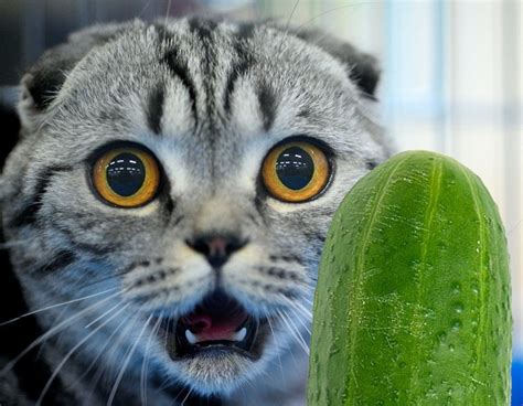 Why are cats afraid of cucumbers? | by ThePawz Lab | Medium