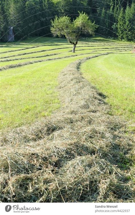 Fresh hay. Hay Meadow - a Royalty Free Stock Photo from Photocase