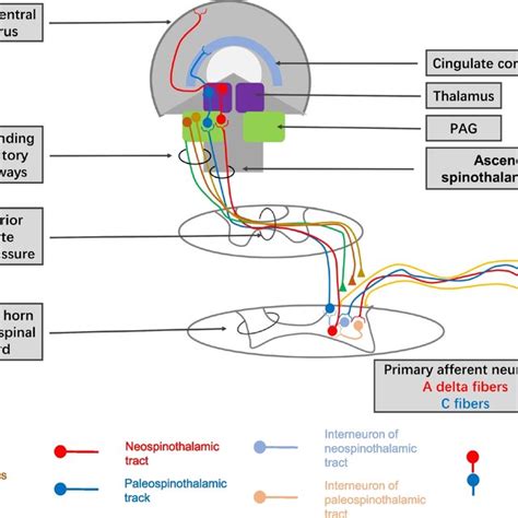 Ascending pain pathway from periphery to central. Note:... | Download Scientific Diagram