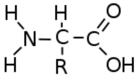 Rumus Kimia Asam Amino Kimia Oke Pintar - Riset