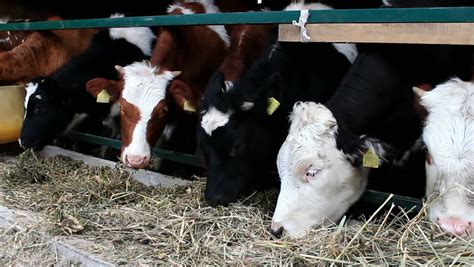 Rows Of Holstein Dairy Cows Eating Silage Through Stanchions. Stock Footage Video 942172 ...