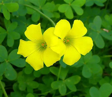 Oxalis (Wood Sorrel) – A to Z Flowers