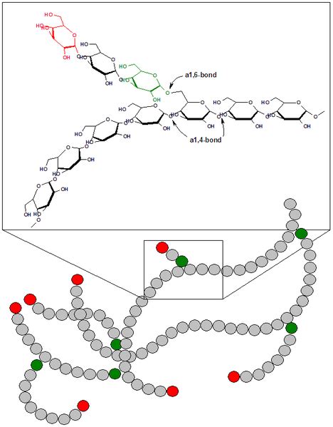 Difference Between Starch Cellulose and Glycogen | Structure ...