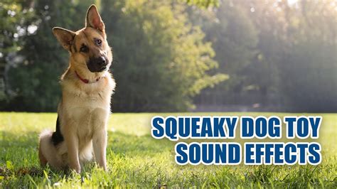 Dog Toy Squeaky Sound 🐕 Squeaky Sounds Dogs Love - YouTube