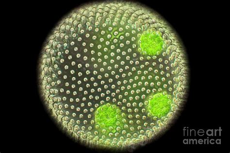 Volvox Green Algae Photograph by Frank Fox/science Photo Library | Pixels