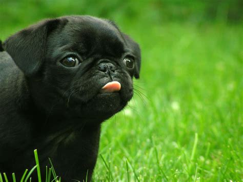 Download Funny Puppy Pug Sticking Tongue Out Picture | Wallpapers.com