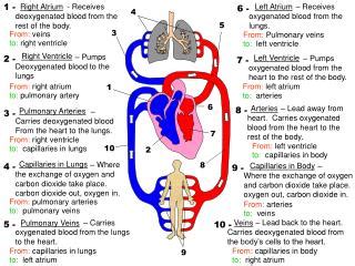 PPT - Right Ventricle – Pumps Deoxygenated blood to the lungs PowerPoint Presentation - ID:5282526