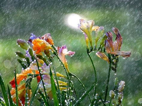 Early Spring Rain Wallpapers - Wallpaper Cave