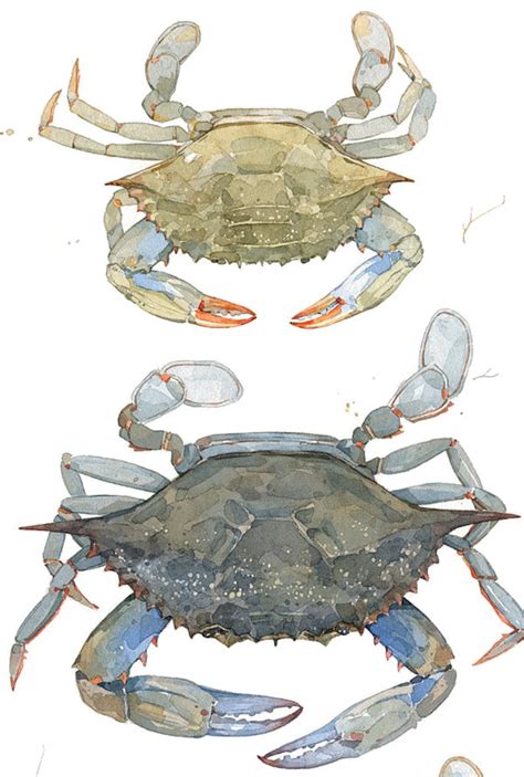 Blue Crabs Watercolor Painting Print Coastal Beach Art - Etsy