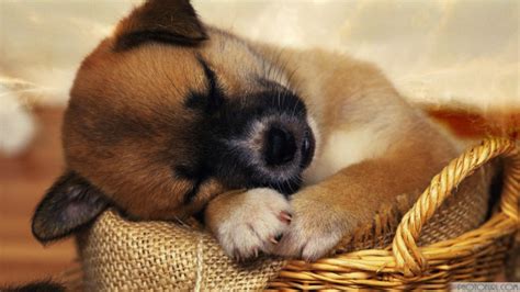 Sleeping Puppies HD Desktop Wallpaper 19514 - Baltana