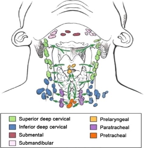 Where Do Inguinal Lymph Nodes Drain Best Drain Photos Primagem Org My ...