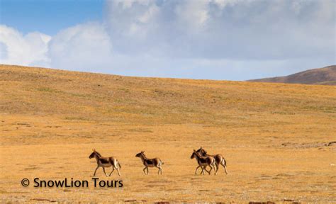 Wild animals in Tibet | Tibet Wildlife Tour | SnowLion Tours