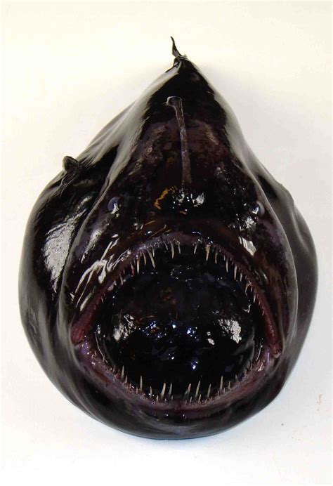 The 27 Best Deep-Sea Species: #19 Black Devil Anglerfish | Deep Sea News