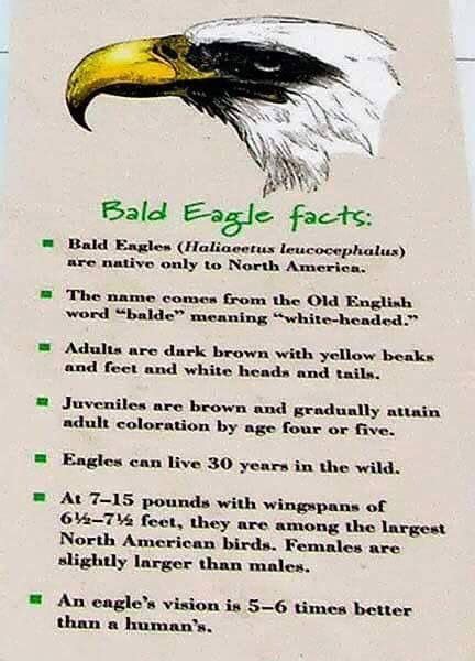 Bald Eagle Facts | Eagle facts, Bald eagle photography, Bald eagle