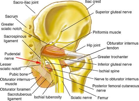 Ischial Spine Pudendal Nerve