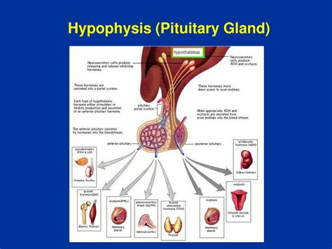 PPT - Hypothalamo-Hypophyseal Axis PowerPoint Presentation, free ...