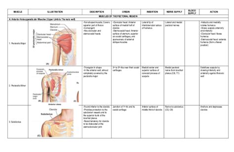 (PDF) MUSCLE ILLUSTRATION DESCRIPTION ORIGIN INSERTION NERVE SUPPLY ...