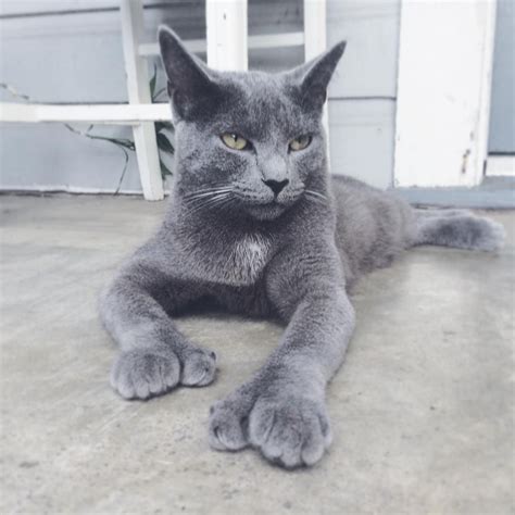 Pin by Guess on Cats, beautiful gray cats | Polydactyl cat, Grey cat breeds, Polydactyl kitten