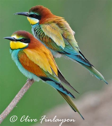 Natur-al-Andalus: European Bee-eater - Bird of 2010