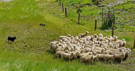 Sheep Herding Demo photo - Eli Finkelstein photos at pbase.com