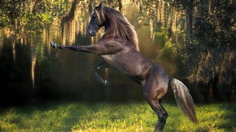 🔥 Download Horse Wallpaper Beautiful HD With by @dcordova | Beautiful Horses Wallpapers, Desktop ...