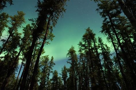 Road Tripping to Wood Buffalo National Park: 10 Things to Know About ...