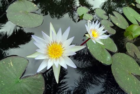 Free Images : nature, blossom, white, flower, petal, bloom, floral, pond, tropical, botany ...