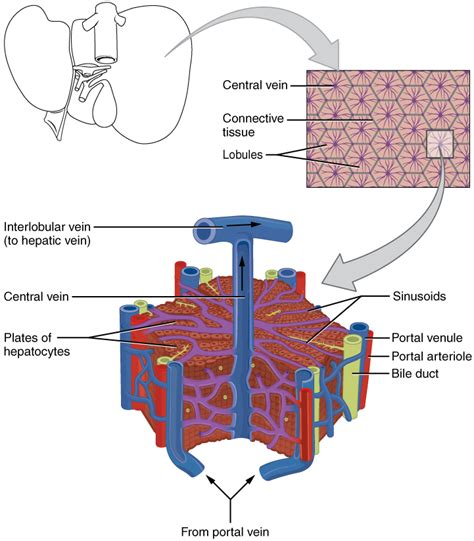 Difference Between Liver and Kidney | Definition, Anatomy, Physiology