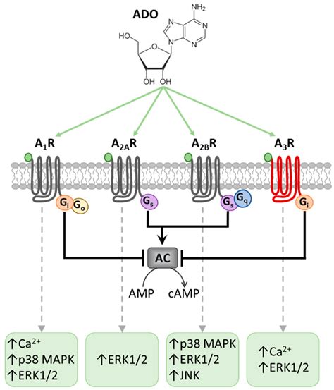 Adenosine Receptor