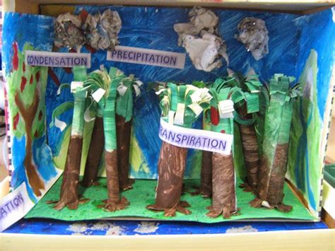 3D diorama of the water cycle in a rainforest | Water cycle project, Water cycle, Life cycles