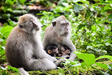 Sacred Monkey Forest Sanctuary in Ubud Bali | Aussie Mob