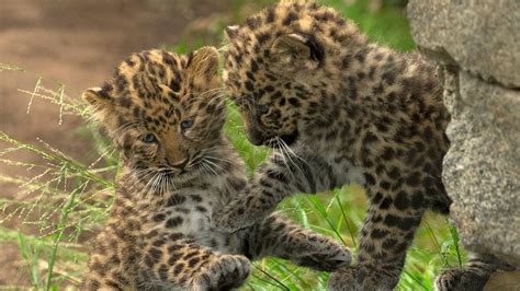 Leopard Cubs Playing