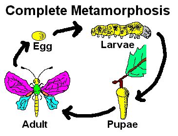 Pics Photos - Complete Metamorphosis