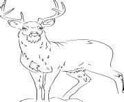 Realistic Mule Deer Coloring page Printable