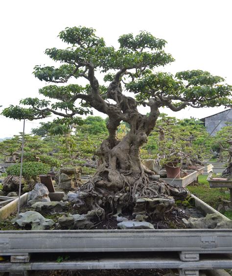 Cây sanh cổ - kỳ thụ ngự đá | Bonsai ficus, Bonsai tree, Bonsai