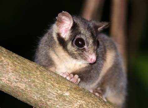 Leadbeater’s Possum – Go Birding