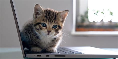 How Many Kittens Can a Cat Have? - Cats.com