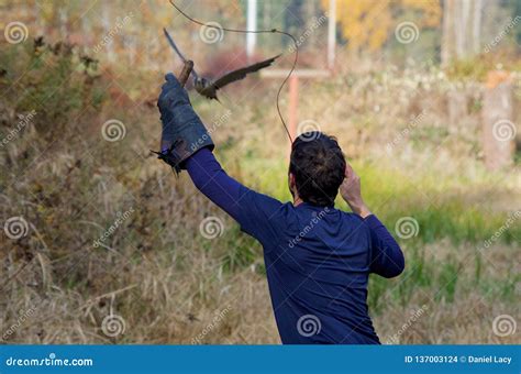 Falconer Training a Perigrine Falcon with a Lure Editorial Stock Image ...