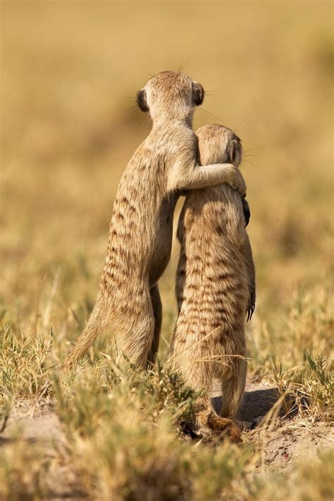 Capture The Animal's Behavior: Improve Your Wildlife Photography - ViewBug.com