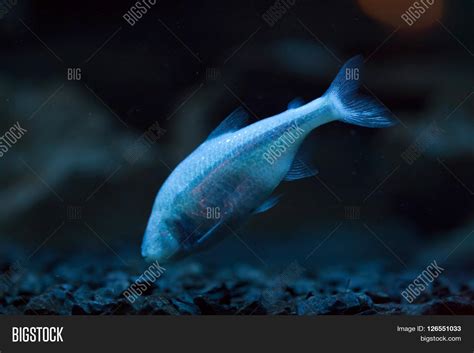 Mexican Tetra ( Image & Photo (Free Trial) | Bigstock