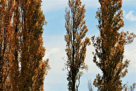 Poplar Trees Free Stock Photo - Public Domain Pictures