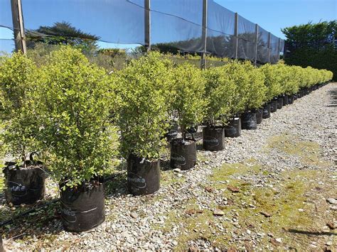 PITTOSPORUM 'NZ Native Pittosporum' (Kohuhu) | Easy Big Trees