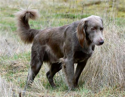 91 best images about Long Haired Weimaraner on Pinterest | The long, Play mate and Long hair