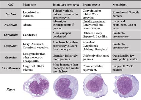 Table 3-11 from A Morphological Study of Acute Myeloid Leukemia and ...