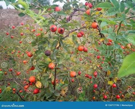 The wild rose Bush stock photo. Image of green, branch - 134717196