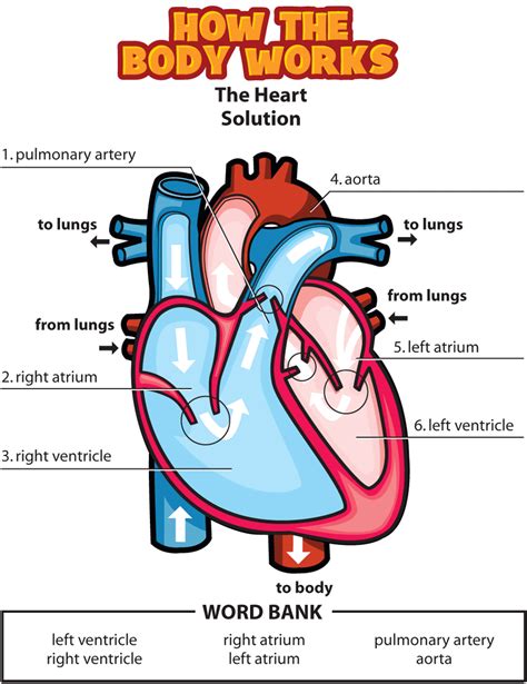 Answers: The Heart (for Kids) - Nemours Kidshealth