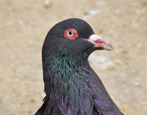 Pigeon Head Closeup.Close-up Shot. Stock Photo - Image of macro, black: 152900270